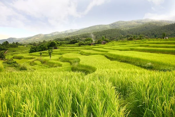 Rizs terasz, chiangmai, Thaiföld — Stock Fotó