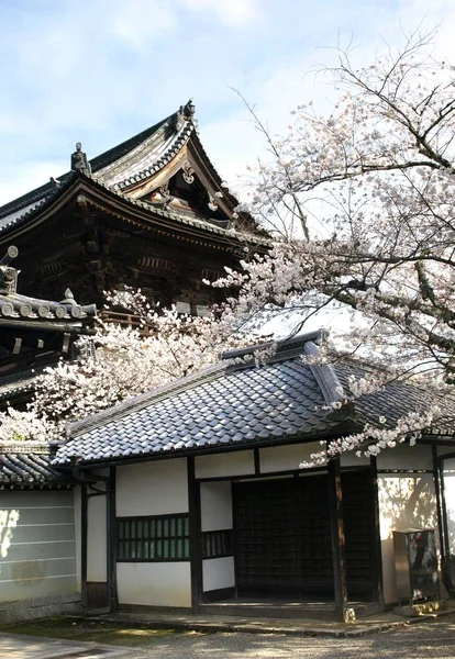 Körsbärsblom i osaka, japan — Stockfoto