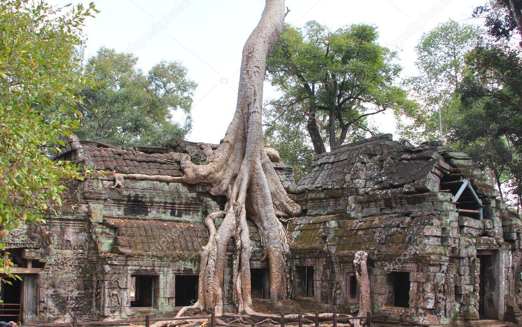  ta prohm temple at angkor, siem reap province, cambodia was used as a location in the film tomb raider