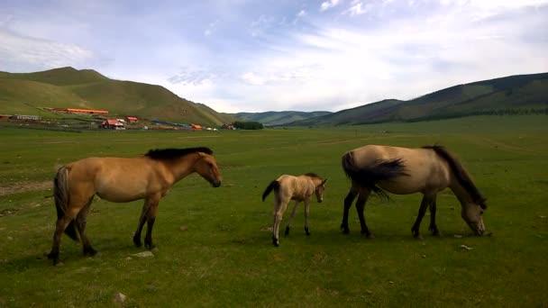 Gorkhi-Terelj Nationalpark in ulaanbaatar, Mongolei — Stockvideo