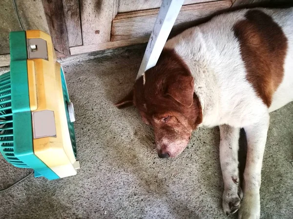 El perro dormido tiene un ventilador soplando — Foto de Stock