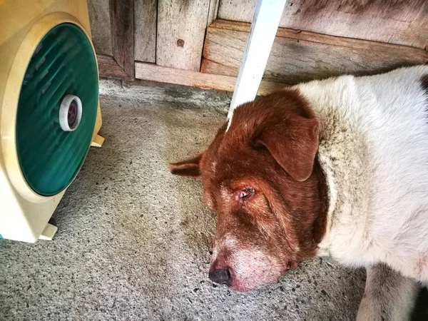 El perro dormido tiene un ventilador soplando — Foto de Stock