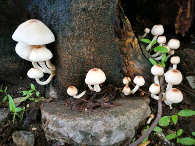 Bir ağaç beyaz mantar