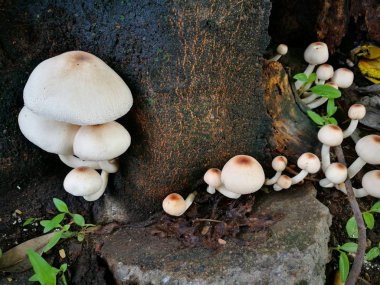 Bir ağaç beyaz mantar