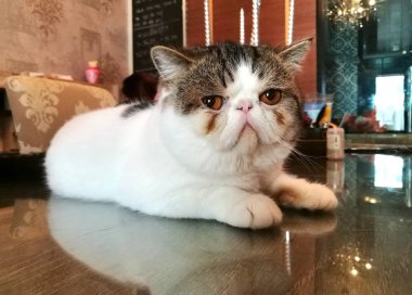 Bir evde oynayan kedi