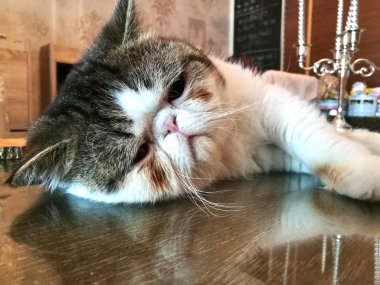 Bir evde oynayan kedi