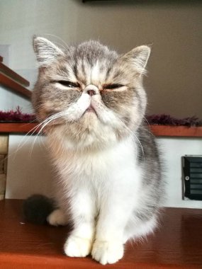 Bir evde oynayan kedi