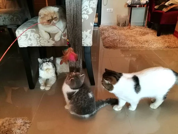 Кот играет в доме — стоковое фото