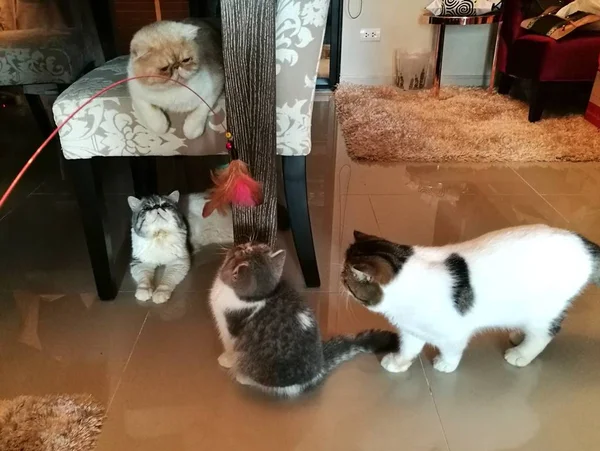 O gato brincando em uma casa — Fotografia de Stock