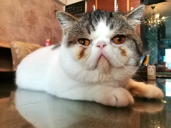 O gato brincando em uma casa — Fotografia de Stock