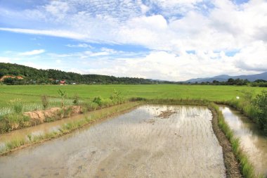 Chiang dao City, chiangmai Tayland pirinç alan