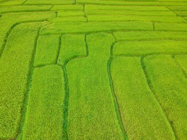 Doi Inthanon Ulusal Parkı 'ndaki pirinç terası Chom Tanga Bölgesi Chiang Mai Bölgesi, Tayland Kuş bakışı 