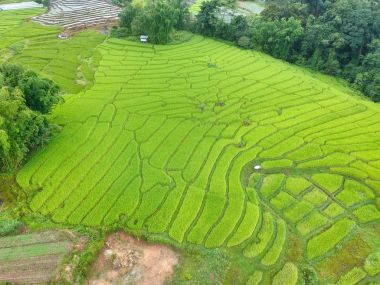 Doi Inthanon Ulusal Parkı 'ndaki pirinç terası Chom Tanga Bölgesi Chiang Mai Bölgesi, Tayland Kuş bakışı 
