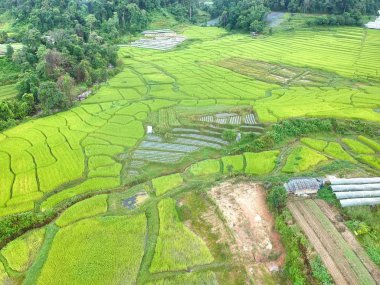 Doi Inthanon Ulusal Parkı 'ndaki pirinç terası Chom Tanga Bölgesi Chiang Mai Bölgesi, Tayland Kuş bakışı 