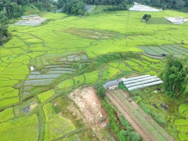 Doi Inthanon Ulusal Parkı 'ndaki pirinç terası Chom Tanga Bölgesi Chiang Mai Bölgesi, Tayland Kuş bakışı 