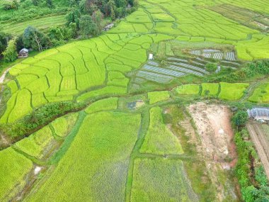 Doi Inthanon Ulusal Parkı 'ndaki pirinç terası Chom Tanga Bölgesi Chiang Mai Bölgesi, Tayland Kuş bakışı 