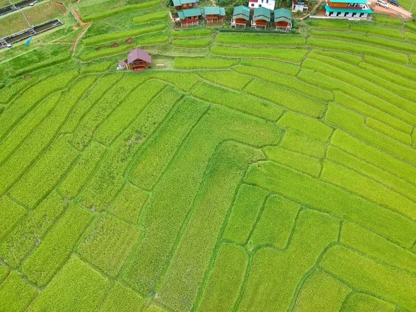 Doi Inthanon Ulusal Parkı 'ndaki pirinç terası Chom Tanga Bölgesi Chiang Mai Bölgesi, Tayland Kuş bakışı 