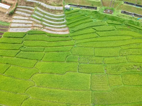 Doi Inthanon Ulusal Parkı 'ndaki pirinç terası Chom Tanga Bölgesi Chiang Mai Bölgesi, Tayland Kuş bakışı 
