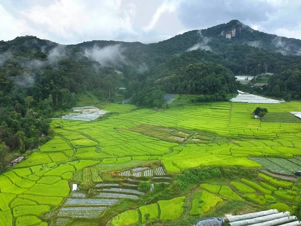 Doi Inthanon Ulusal Parkı 'ndaki pirinç terası Chom Tanga Bölgesi Chiang Mai Bölgesi, Tayland Kuş bakışı 