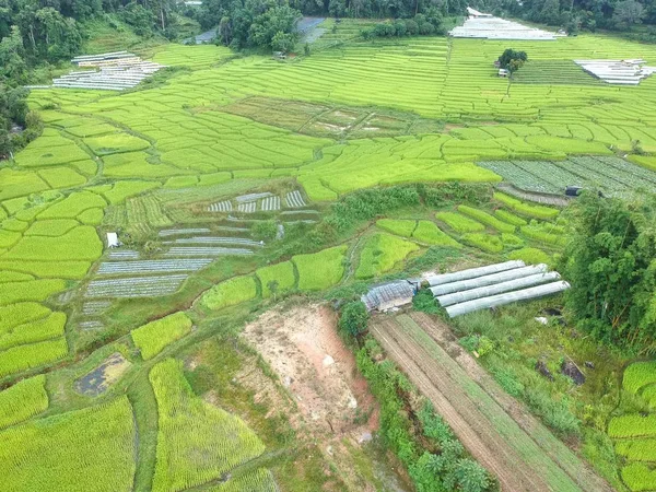Doi Inthanon Ulusal Parkı 'ndaki pirinç terası Chom Tanga Bölgesi Chiang Mai Bölgesi, Tayland Kuş bakışı 
