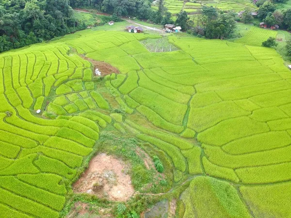 Rice terrace at Doi Inthanon National Park  Chom Thong District  Chiang Mai Province, Thailand in bird eye view