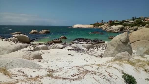 位于南非开普敦西蒙小镇博尔德斯海滩的非洲企鹅 — 图库视频影像