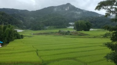 Doi Inthanon Ulusal Parkı 'ndaki pirinç terası Chom Tanga Bölgesi Chiang Mai Bölgesi, Tayland Kuş bakışı