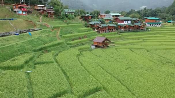 Terraza Arroz Parque Nacional Doi Inthanon Distrito Chom Thong Provincia — Vídeos de Stock