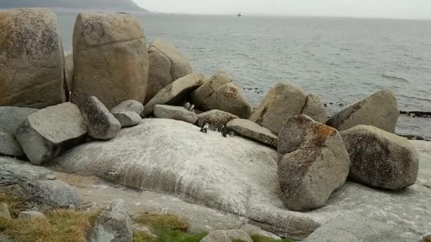 African Penguins Boulders Beach Located Simon Town Cape Town South — стоковое видео