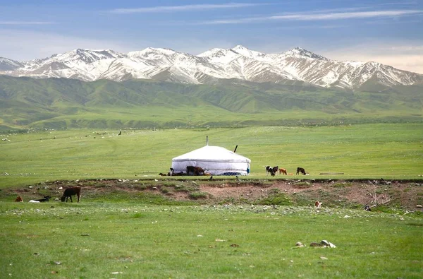 Camp Ger Dans Une Grande Prairie Naryn Kirghizistan — Photo