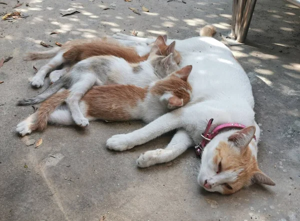 Mãe Gato Está Criando Bebê — Fotografia de Stock