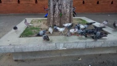 Birçok kuş Chiang Mai, Tayland 'da sokak yemeği yiyor.