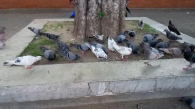 Birçok kuş Chiang Mai, Tayland 'da sokak yemeği yiyor.