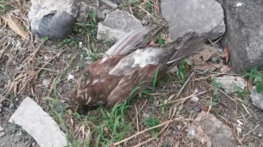 Sokakta ölen kuş.