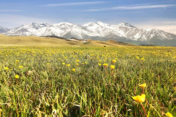 Gyönyörű Látványosság Song Kul Tónál Naryn Tian Shan Hegyekkel Kirgizisztánban — Stock Fotó