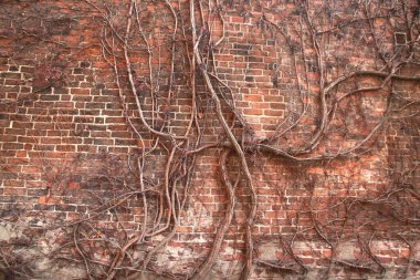 Eski tuğla duvar arka planında çok kök
