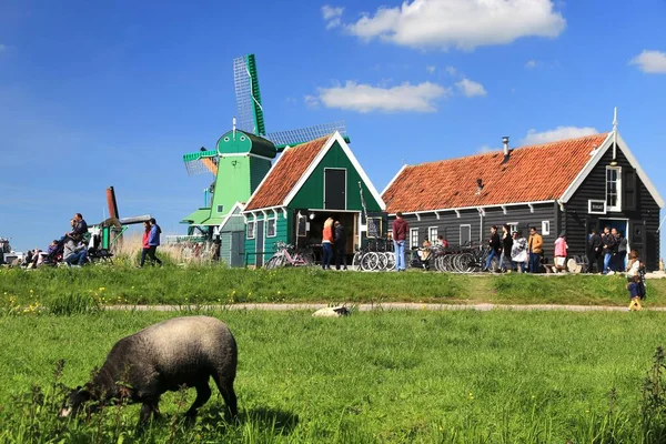 Zaanse Schans Netherlands May 2019 Багато Туристів Селі Заансе Нідерланди — стокове фото