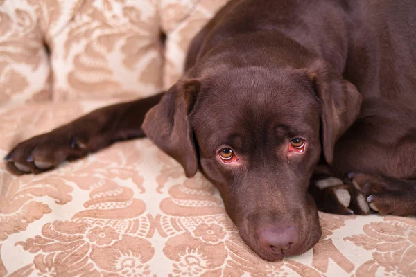 豪華なヴィンテージ ソファーで横になっている茶色のラブラドール子犬 — ストック写真