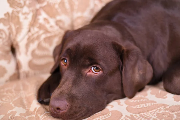 Brun Labrador valp liggande på en lyxig vintage soffa Stockbild
