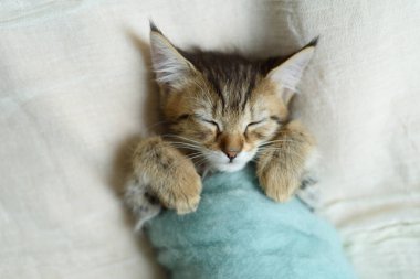 Uyuyan kedi yavrusu bir battaniyeye sarılmış