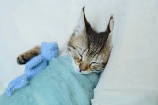 Gatito dormido envuelto en una manta — Foto de Stock