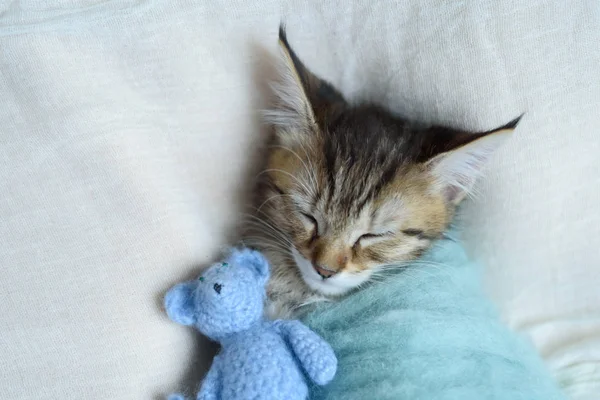 Gatinho adormecido embrulhado em um cobertor — Fotografia de Stock