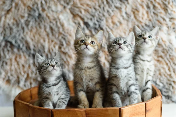 Quatre chatons sur un tonneau en bois levant les yeux — Photo