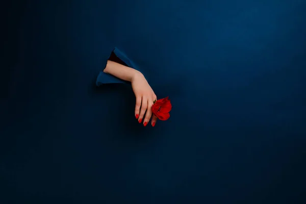 Female Hand Flower Blue Background Stockfoto