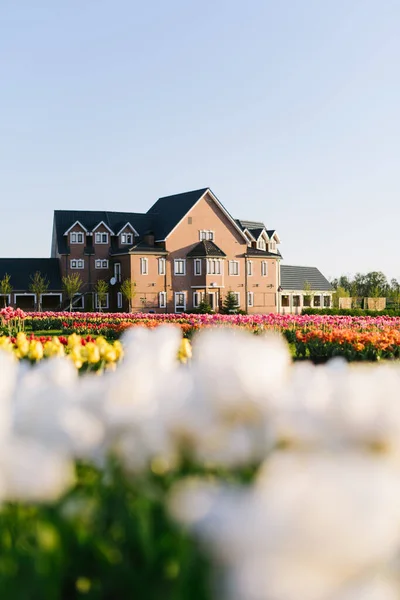 Hus Landet Med Tulpanfält Ukraina Kiev Region Dobropark Maj 2019 Stockbild