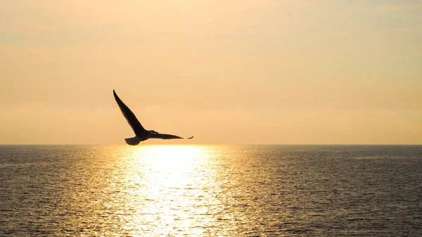 O pássaro voa sobre o mar ao pôr-do-sol — Fotografia de Stock