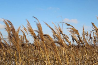 kuru çimenler mavi gökyüzüne karşı