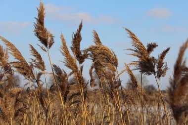 kuru çimenler mavi gökyüzüne karşı