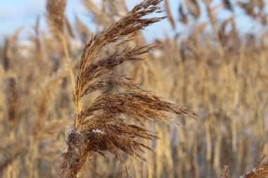 kuru çimenler mavi gökyüzüne karşı
