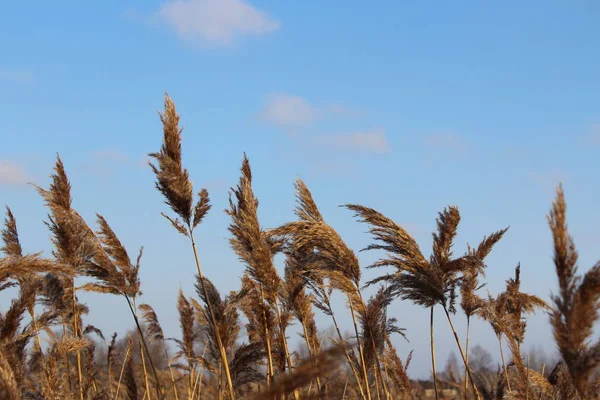 Dry grass against the blue sky — Stock Photo, Image